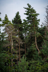 pine tree forest