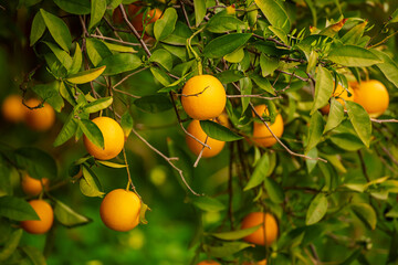 Tangerine garden with fruits