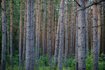 trees in a forest 
