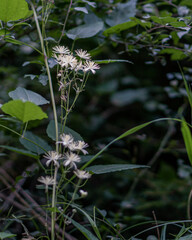 white flower