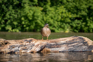 duck on a log