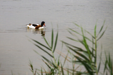 Pato en parque natual el Hondo-España