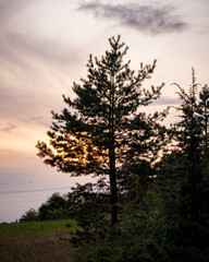 sunset in the forest