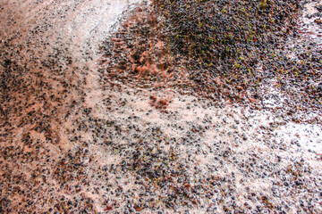 Fermenting grapes