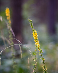 flowers in the spring