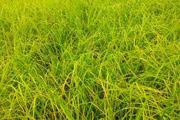 Young green grass grows in a meadow or in a garden, background.