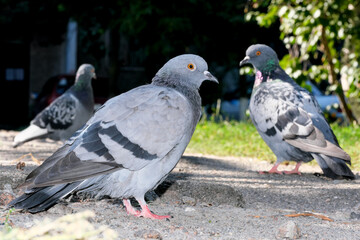 Urban wild pigeons portrait photography
