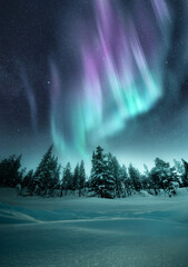 The Aurora Northern Lights flicker in the winter night sky above a forest in Sweden. Photo...