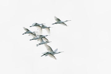 A flock of Eurasian Spoonbill or common spoonbill (Platalea leucorodia)  in flight. Gelderland in the Netherlands. Isolated on a white background.                                                   