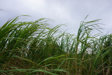 Naklejka premium 風にふかれるサトウキビ