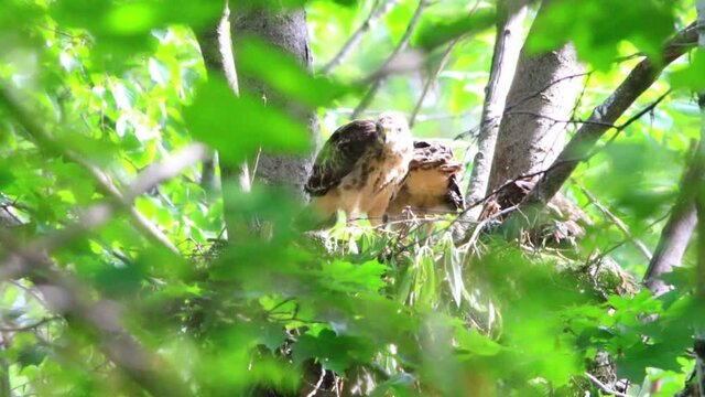 Buse &agrave; &Eacute;paulettes dans son nid