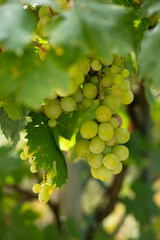 Grappe de raisin et feuille sur une vigne
