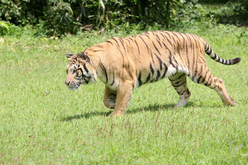 Fototapeta na wymiar A bengal tiger is detecting traces of prey. This big cat has the scientific name Panthera tigris tigris. 