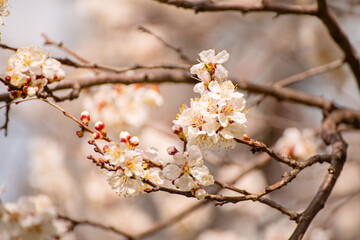 Apricot tree blossoms