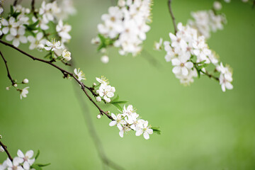 Plum vintage flowers