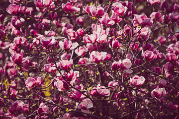 Magnolia spring flowers