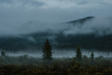 Fototapeta premium Evening landscape with fog, mountains and conifers