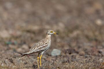 Adult Eurasian stone curly (Burhinus oedicnemus) walking on grass.