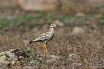 Adult Eurasian stone curly (Burhinus oedicnemus) walking on grass.