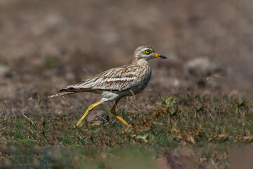 Adult Eurasian stone curly (Burhinus oedicnemus) walking on grass.