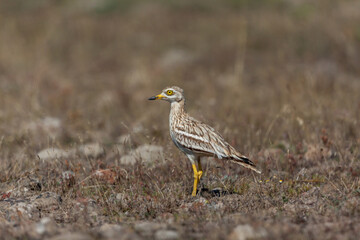 Adult Eurasian stone curly (Burhinus oedicnemus) walking on grass.