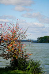 The first signs of autumn. Bright red leaves on a tree on a sunny day. Lake view
