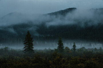 Fototapeta premium Evening landscape with fog, mountains and conifers