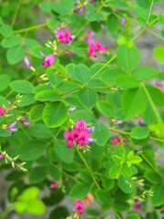 Fototapeta premium 秋の公園に咲く萩の花