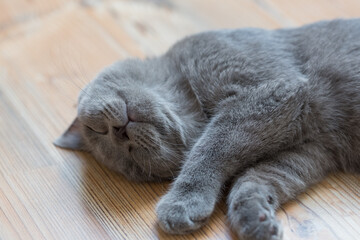 Młody kot brytyjski niebieski, śpiący na podłodze - obrazy, fototapety, plakaty