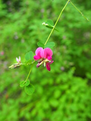 秋の公園に咲く萩の花