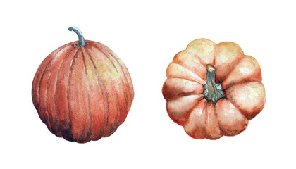 Orange pumpkins set of watercolor drawings