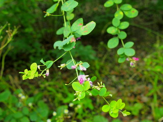 秋の公園に咲く萩の花