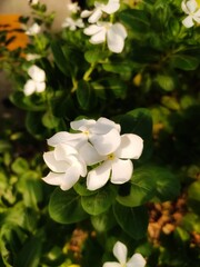 White Periwinkle flowers