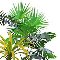 cartoon dense growing tropical plants isolated on white background