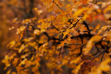 Hojas otoño árbol amarillento