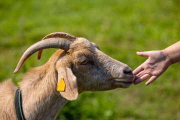 Domestic goat brown horned with a stripe around the neck and orange earrings in the ears. A child touches the goat's mouth with his hand - Warmia and Mazury, Poland