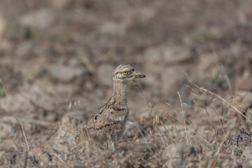 Young Eurasian stone curly (Burhinus oedicnemus) walking on the grass.