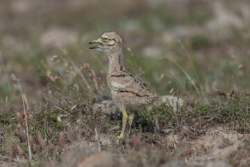 Young Eurasian stone curly (Burhinus oedicnemus) walking on the grass.