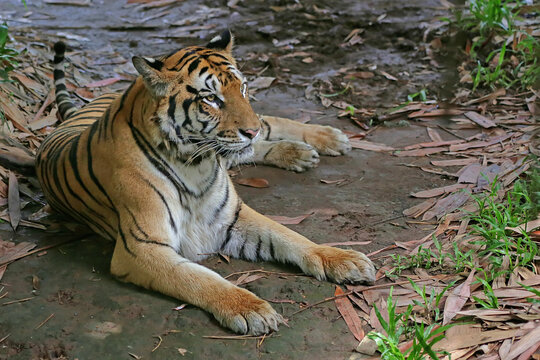 A Sumatran tiger is resting under a tree. This big cat endemic to the island of Sumatra, Indonesia has the scientific name Panthera tigris sumatrae. 