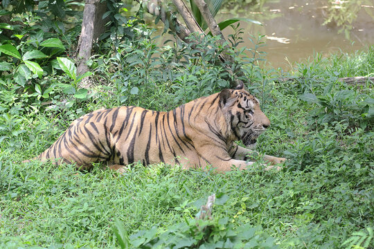A Sumatran tiger is resting under a tree. This big cat endemic to the island of Sumatra, Indonesia has the scientific name Panthera tigris sumatrae. 