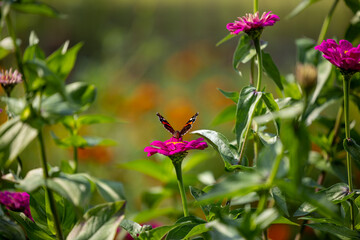 Zinnia Refined - A magenta-colored flower in a village garden and a colorful butterfly Nixie Admiral drinking nectar from flowers