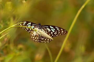 butterfly on a flower