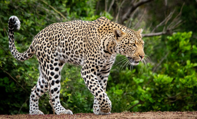 walking leopard. This is a nice photo of a leopard that is walking to some where. It was Taking in The Kruger park of South Africa