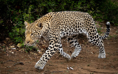 Leopard hunting, This leopard has started running after his pray. It a nice action shot, Taking in The Kruger Park in South Africa