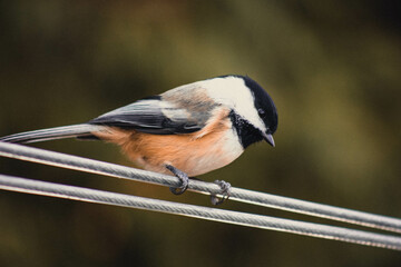 bird on a branch