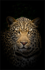 Leopard Portrait, This is a nice tonal picture of a leopard, It was taking in The Kruger Park of south Africa