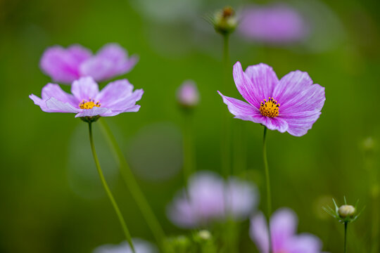Kosmea - pink decorative garden flower on a green background. The petals are pink and the center is yellow.