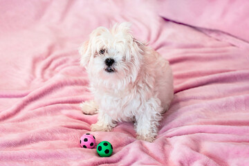 Cute white young maltese dog sitting on the bed and playing with toy balls at home on pink background.