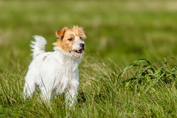 Jack russell terrier running on green grass at lure coursing competition