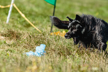 Dog running in the field on lure coursing competition